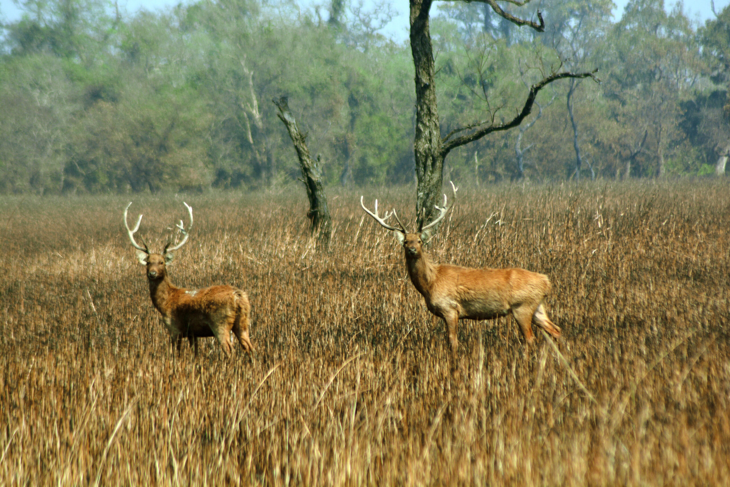 Swampdeer