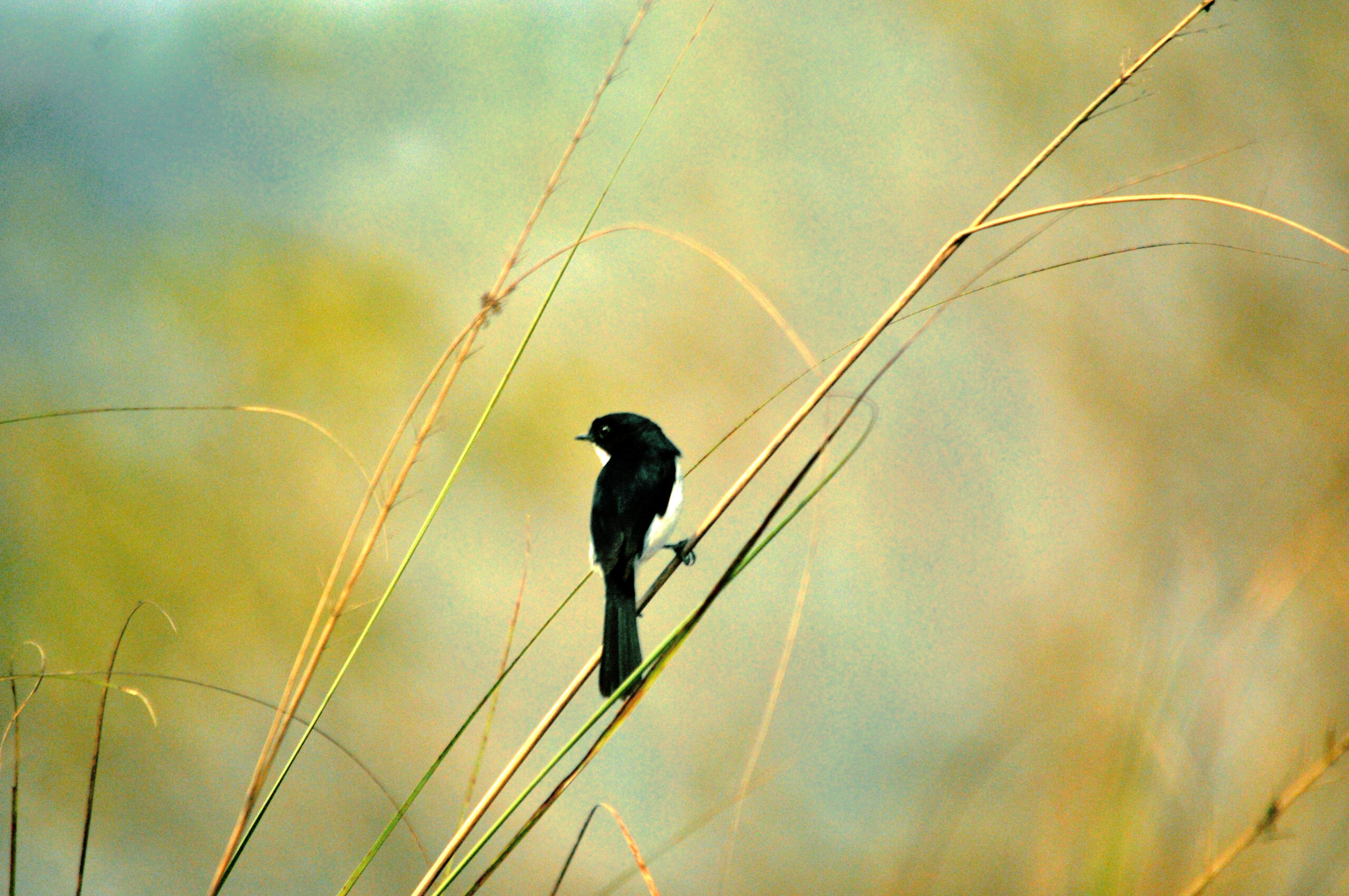 Jerdon's  Bushchat