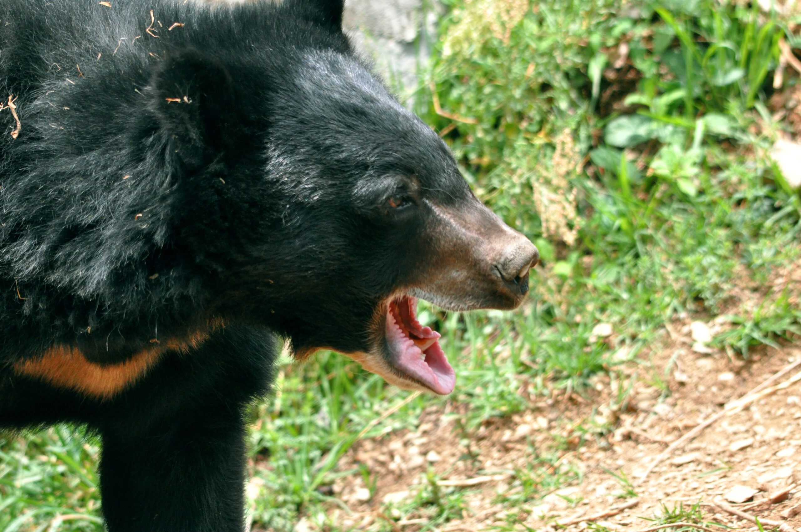 Sloth Bear